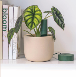 Plant With Willow smart soil sensor and Wi-Fi hub in a potted houseplant